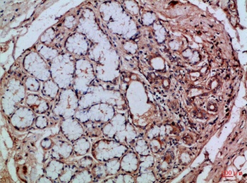 Integrin αE rabbit pAb