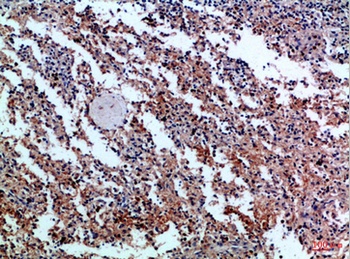 CD42c rabbit pAb