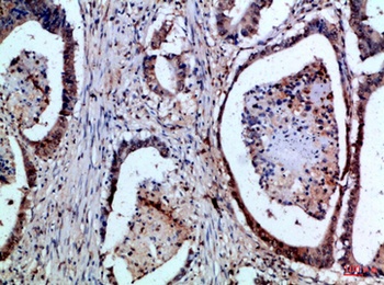 FAS-L antibody