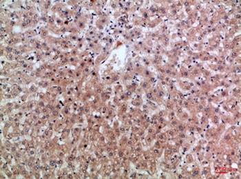Epiregulin rabbit pAb Antibody