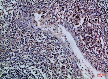 Granzyme M rabbit pAb Antibody