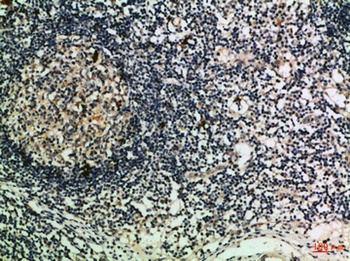 Granzyme M rabbit pAb Antibody