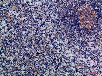 Granzyme M rabbit pAb Antibody