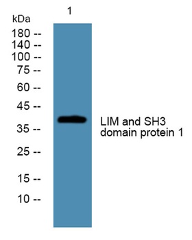 LIM and SH3 domain protein 1 rabbit pAb