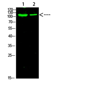 PARP-1 (Acetyl-K521) rabbit pAb Antibody
