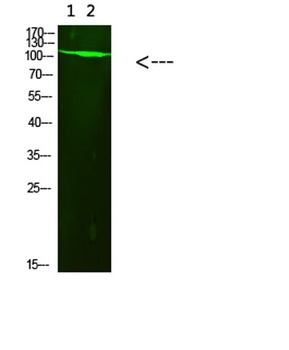 PARP-1 (Acetyl-K521) antibody