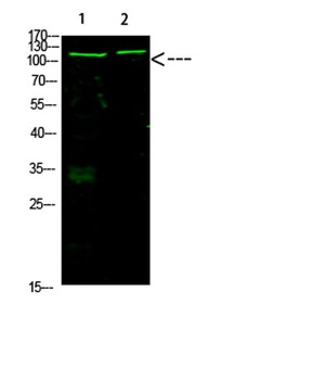 Rb (Acetyl-K873/K874) rabbit pAb Antibody