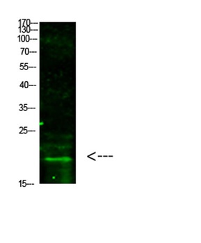 Histone H3 (Tri-Methyl-K5) rabbit pAb