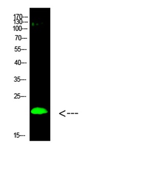 Histone H3 (Di-Methyl-K80) rabbit pAb