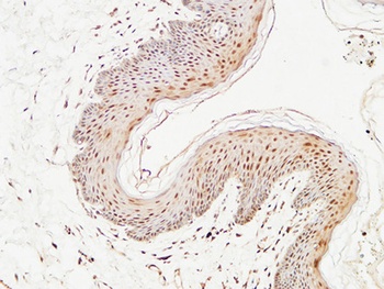 Thioredoxin rabbit pAb
