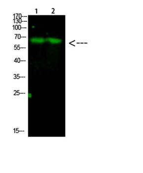 Parafibromin rabbit pAb Antibody