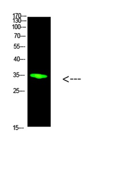 PCNA rabbit pAb