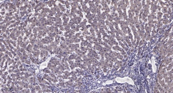 PCNA rabbit pAb