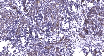 Integrin β7 rabbit pAb