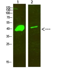 Dlx-2 rabbit pAb Antibody