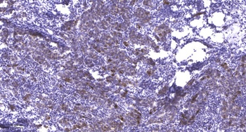 MYL2 rabbit pAb