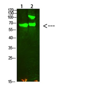 COL13A1 rabbit pAb