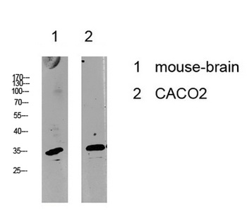 Cyclin C rabbit pAb Antibody