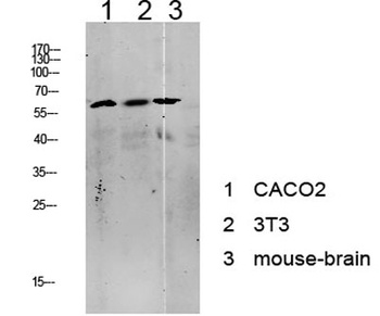 Tip60 rabbit pAb Antibody