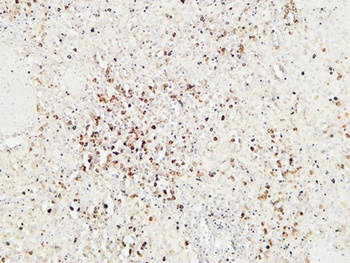 Granzyme B antibody