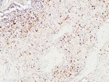 Granzyme B antibody