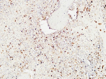 Granzyme B antibody