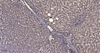 Keratin 5 rabbit pAb
