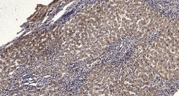 PEX14 rabbit pAb