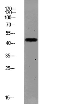 PAR1 (Cleaved-Ser42) rabbit pAb Antibody