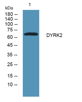 DYRK2 rabbit pAb