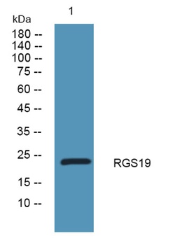 RGS19 rabbit pAb