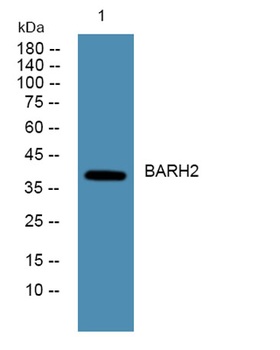 BARH2 rabbit pAb Antibody