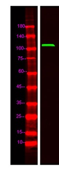 TR150 rabbit pAb Antibody