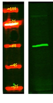 CP4FN rabbit pAb Antibody