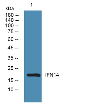 IFN14 rabbit pAb Antibody