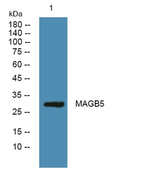 MAGB5 rabbit pAb Antibody