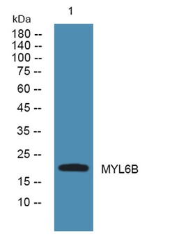 MYL6B rabbit pAb Antibody