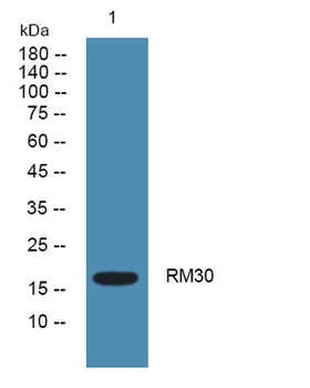 RM30 rabbit pAb Antibody