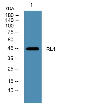 RL4 rabbit pAb Antibody