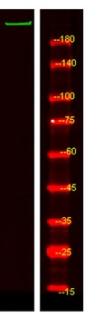 ATS20 rabbit pAb Antibody
