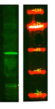 AAA1 rabbit pAb Antibody