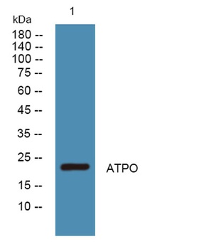 ATPO rabbit pAb Antibody