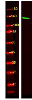 CMTA2 rabbit pAb Antibody