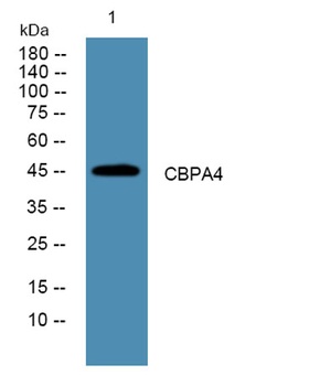 CBPA4 rabbit pAb Antibody