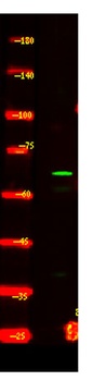 CEA20 rabbit pAb Antibody
