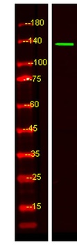 KIF4B rabbit pAb Antibody