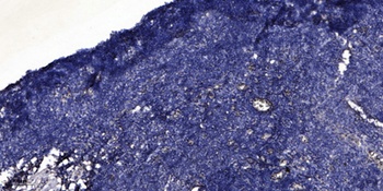 C1QA rabbit pAb Antibody