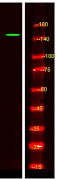 CNTP4 rabbit pAb Antibody