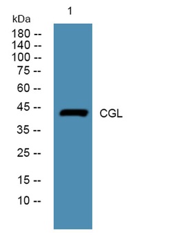 CGL rabbit pAb Antibody