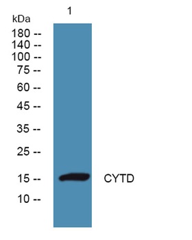 CYTD rabbit pAb Antibody